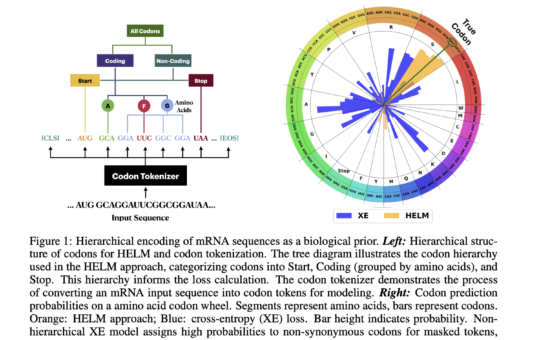 Hierarchical Encoding for mRNA Language Modeling (HELM): A Novel Pre-Training Strategy that Incorporates Codon-Level Hierarchical Structure into Language Model Training