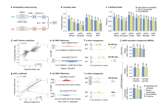 Google DeepMind Releases AlphaGenome: A Deep Learning Model that can more Comprehensively Predict the Impact of Single Variants or Mutations in DNA